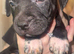 Staffordshire bull terrior puppys