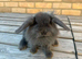 Stunning lion head and mini lion lop mixed breed