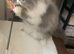 Ready Now*GCCF Reg. Persian Kitten