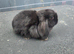 Male mini lop