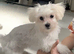 Female Maltese Puppy