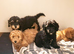 Beautiful Cockerpoo X Poodle puppies