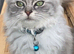 Supper fluffy Persian x ragdoll kittens