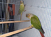 Pair of conures
