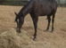 Stunning quality youngster