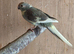 Kakarikis
