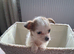 SHIH-TZU/JACK HYBRID X2 PUPPIES