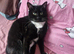 Kitty for rehomeing