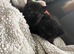 2 black kittens