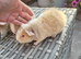 Baby Teddy Boars
