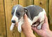 Italian x whippet