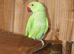 Green ringneck parrot