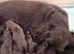 One beautiful boy available