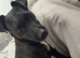 Luna Pattersdale Terrier
