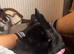 French bulldog cross patterdale