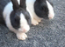 Dutch rabbits