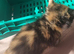7 beautiful kittens need rehoming