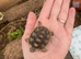 Marginated tortoise 2026 hatchlings for sale