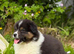 Australian Shepherd Black Tri Puppies