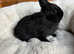 Netherland dwarf male