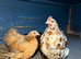 Pair of pekin bantams