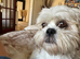 Beautiful litter of Shih Tzu puppies
