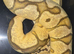 Male and female royal python for sale
