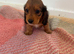 Miniature long haired dachshund