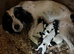 Sprocker x Spaniel Puppies