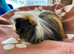 Peruvian baby boy guinea pig