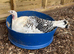 6 crollwitzer turkey chicks for sale