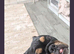 English bulldog