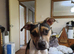 Staffie Cross looking for the best 4ever home