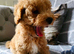 Beautiful schnoodle boy