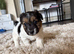 Jackrussel x Sealyham terrier puppies