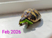 Baby Herman tortoise