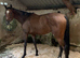 16.2/3hh bay gelding
