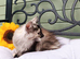Exceptional Maine Coon Kittens – Huge Champion Bloodlines