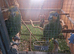 Amazon parrot for sale