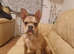 French bulldog  girl