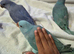 Hand reared baby ringnecks