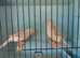 New Colour Canaries