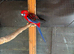 Rosellas