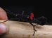 Black Beauty Stick Insects For Sale UK (Peruphasma schultei) PSG 270