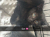 3 black Maine coon kittens