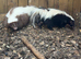 Male and female pair of skunks