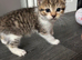 Domestic shorthair kittens
