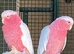 Proven breeding pair galah cockatoos
