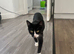 4 playful kittens ready to leave on