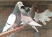 Roller pigeons
